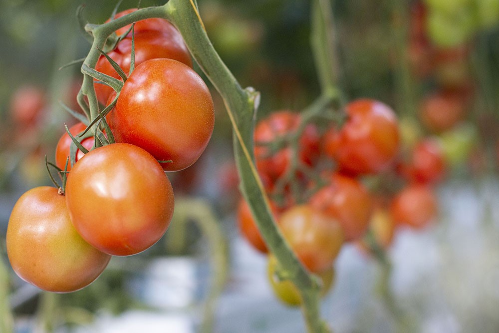 Röda mogna tomater hängandes på en kvist, redo att skördas